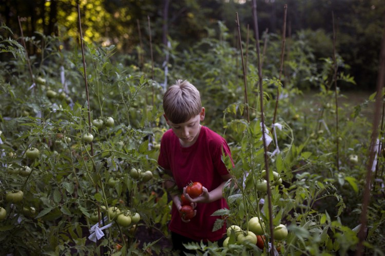 Trevor Williams, 8, picks ripe tomatoes from his garden in his backyard in Buxton on Friday. 