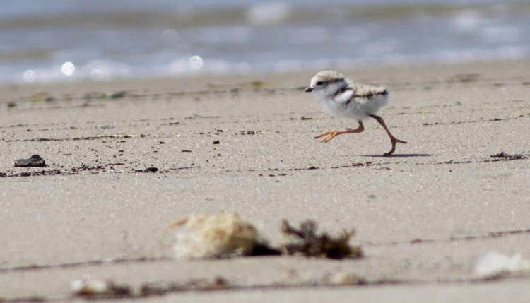 Piping plovers are flourishing as a result of the efforts of Maine Audubon, state and federal agencies, landowners and municipalities. The state had 68 nesting pairs that fledged 128 birds this year, the most in the state since 1981, according to Maine Audubon.