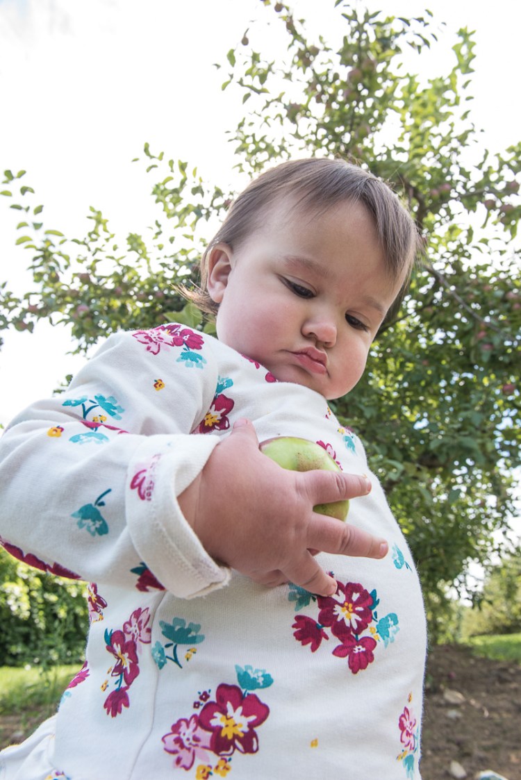 Jovie Salgado, 1, of  Rumford, inspects an apple at Boothby's Orchard & Farm on Maine Apple Sunday.