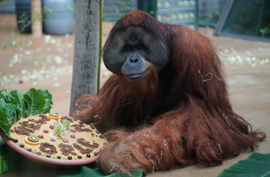 In this Aug 31, 2018 photo provided by the Audubon Nature Institute, orangutan Jambi gets a farewell treat at the Hannover Zoo in Hannover, Germany. Jambi is leaving Hannover for Dallas, where he‚Äôll spend a month in quarantine before moving on to the Audubon Zoo in New Orleans. (Hannover Adventure Zoo/Audubon Nature Institute via AP)