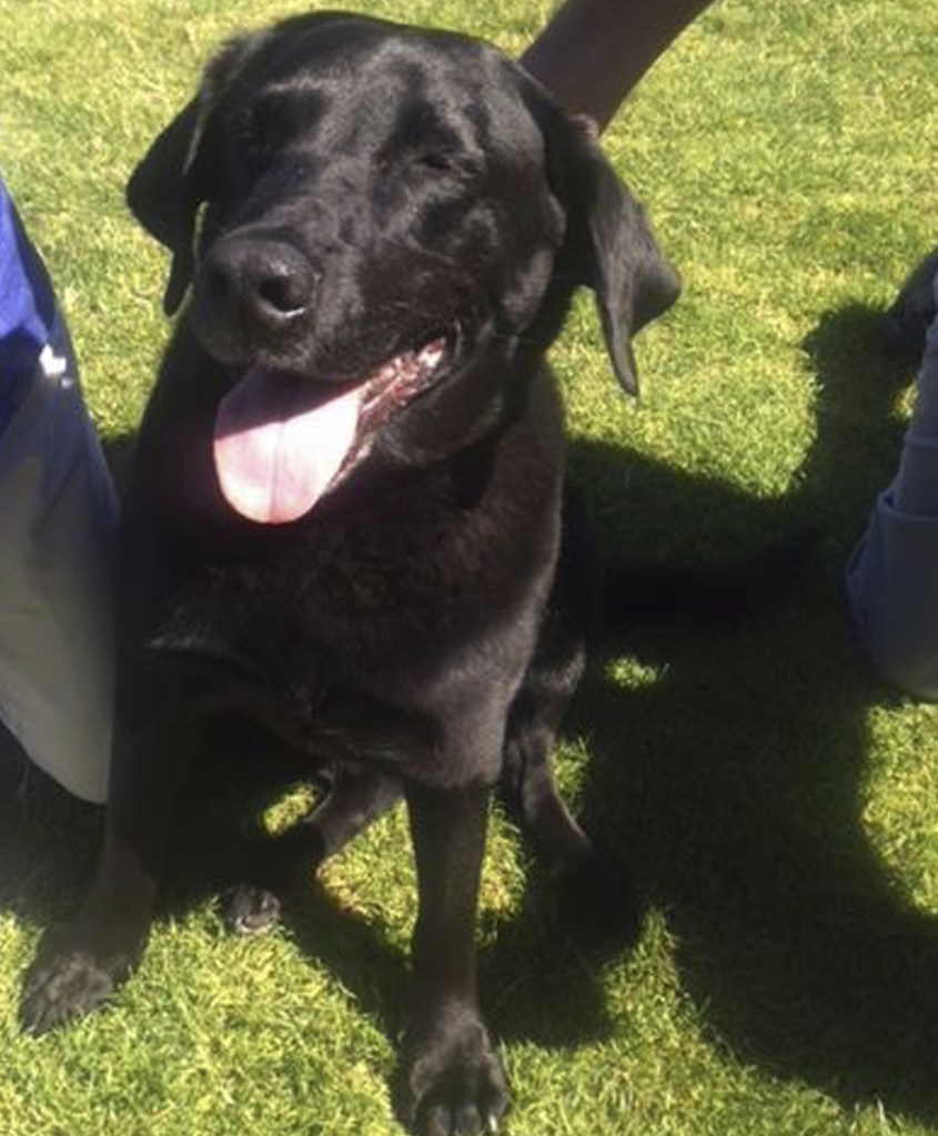 A molestation claimant testi- fied that Lucy the black lab was killed by her attacker, but the dog was later found alive in a coastal Oregon town.