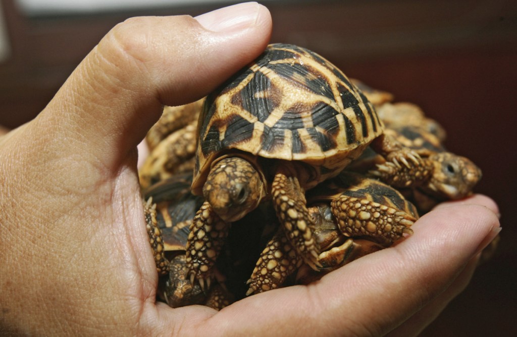 A Thai customs official displays a seized Indian star tortoise in Bangkok. A wildlife monitoring group says research it conducted found that people are increasingly buying and selling endangered animals on Facebook.