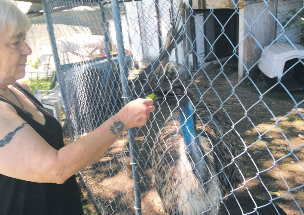 Janet Tuttle feeds her emu Ralphie. Tuttle and the staff at Rockin' T Equine Sanctuary and Rescue in Lisbon raised enough money to get the bird to a sanctuary in Georgia.