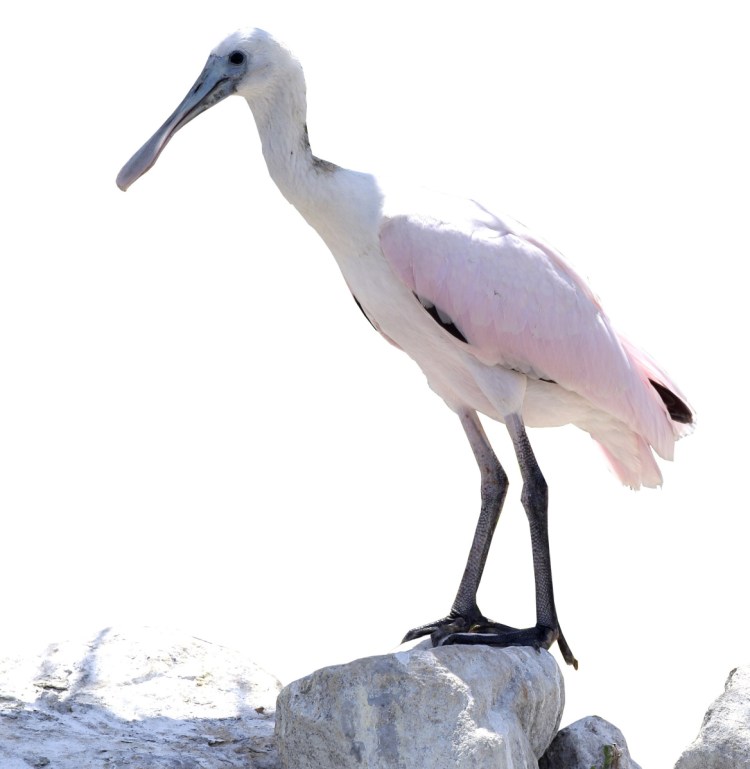 The roseate spoonbill usually hangs out in Texas and Florida, but one made an appearance in Dover-Foxcroft in late August.