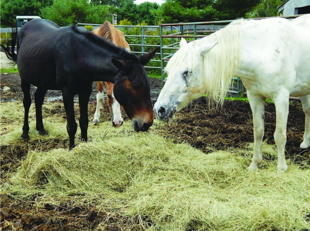 Jazz, right, a blind mustang-appaloosa mix, eats hay with his mule companion, Grant, at Ever After Mustang Rescue in Biddeford. Jazz, now 19, arrived at the shelter in 2007.