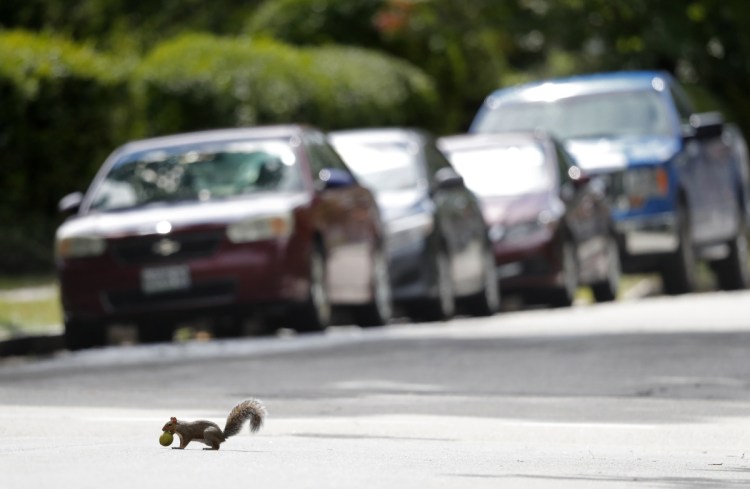 A booming squirrel populations means that the rodents are getting run over in prodigious numbers, suggesting that the culling already has begun.