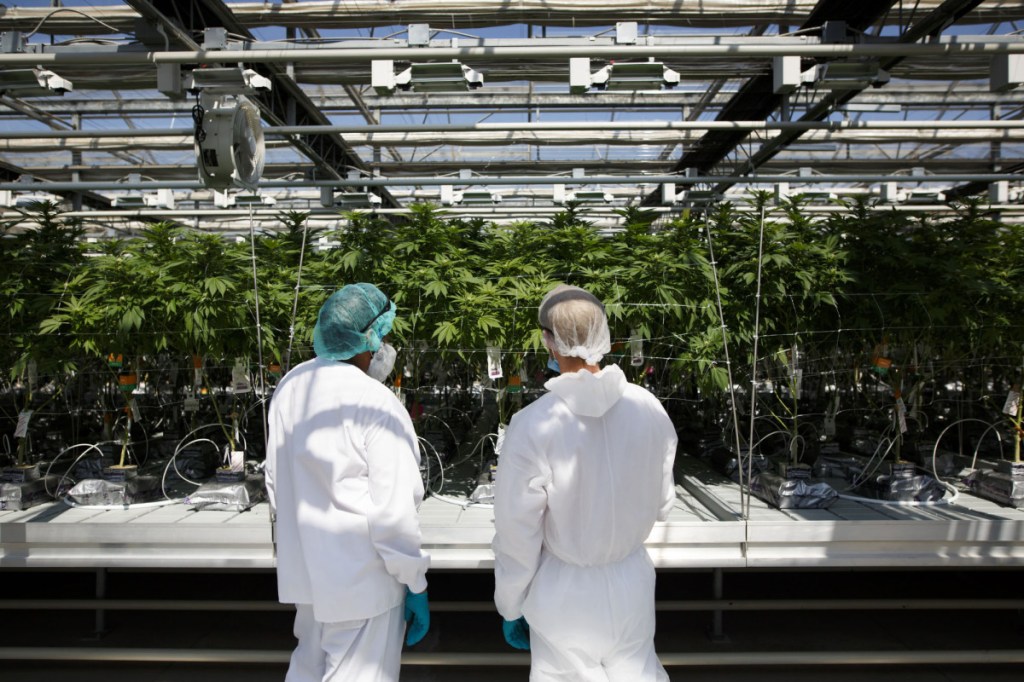 Employees inspect cannabis plants at the CannTrust Holdings Inc. Niagara Perpetual Harvest facility in Pelham, Ontario.