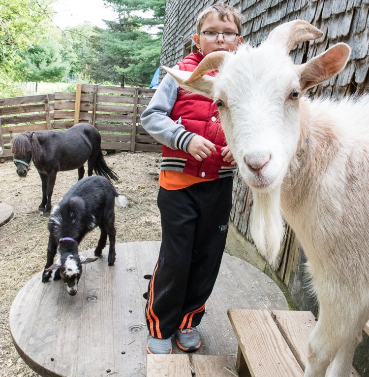 Gabriel Munroe, 9, interacts with some of his five  goats in his backyard in Auburn. "They play with you. You can snuggle them. They're fuzzy. And cute," he said. The pets came from Gabriel's allergist, who also happens to be a goat farmer.