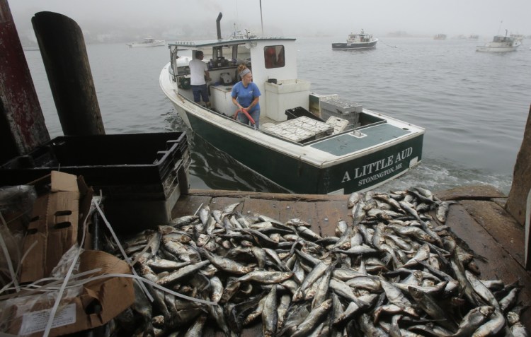 A New England panel recommends a yearly herring quota that would make 14,588 metric tons available for the U.S. commercial fishery.