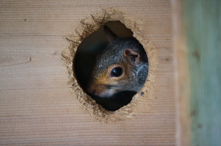 An adult eastern gray squirrel peaks out of its enclosure at the Center for Wildlife on Tuesday. The squirrel was found injured in a road and brought to the shelter. 