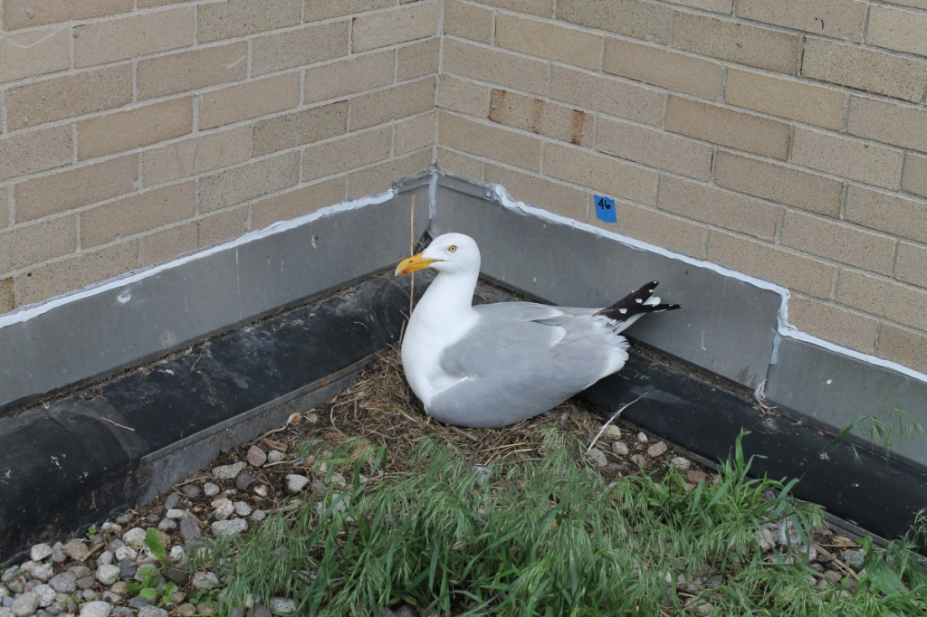 While gulls traditionally nest on islands, Herring Gulls are nesting on roof-tops in Portland.