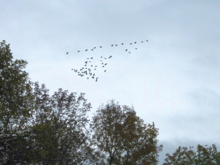 Canada geese over Unity.