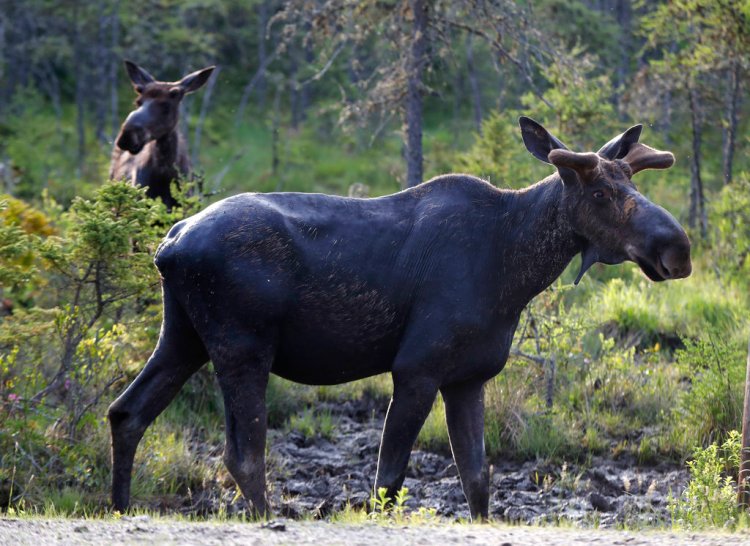 In this May 31, 2018 A pair of bull moose pause while feeding at the Umbagog National Wildlife Refuge in Wentworth's Location, N.H.  on May 31, 2018. 