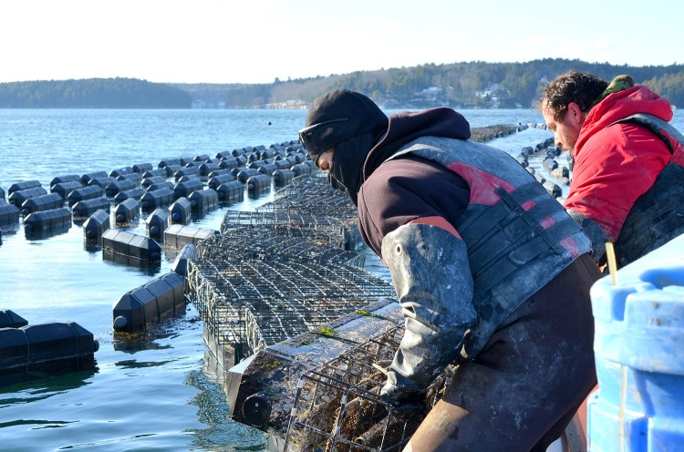 Employees of Mook Sea Farm load bags of oysters from a hatchery into growing cages on the Damariscotta River in this 2015 photo.