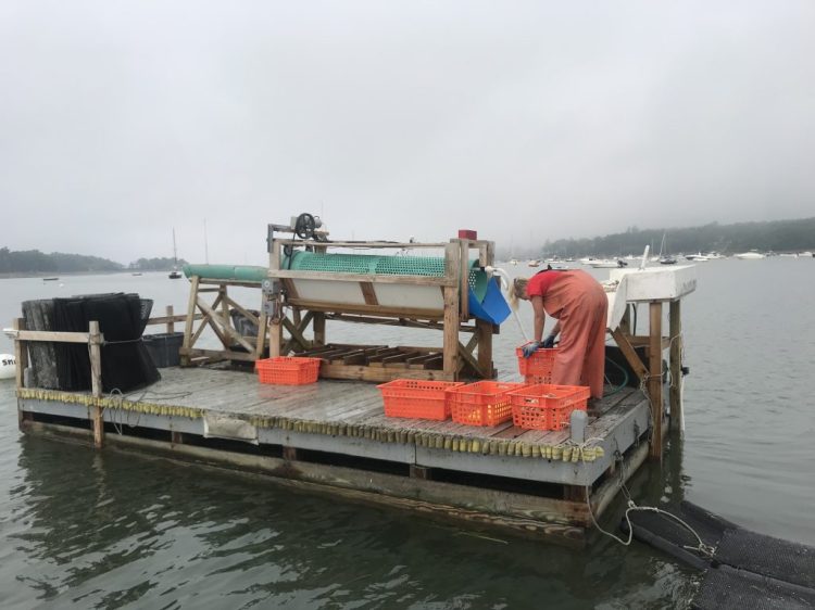 Doug Niven, one of the owners of Mere Point Oyster Company, designed this oyster tumbler that would be located at their proposed 40-acre oyster farm on Maquoit Bay. 

