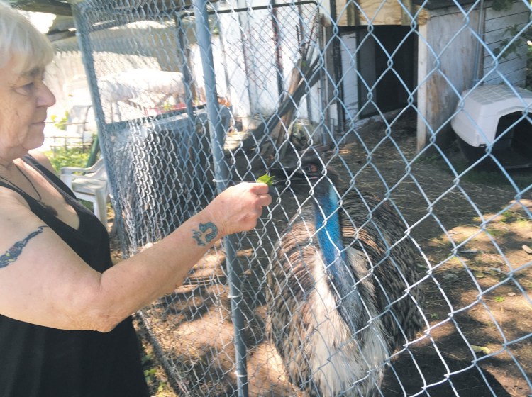 Janet Tuttle feeds her emu Ralphie. Tuttle and the staff at Rockin’ T Equine Sanctuary and Rescue in Lisbon raised enough money to get the bird to a sanctuary in Georgia.