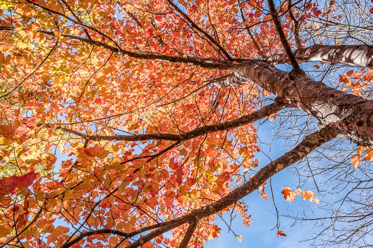 Maple trees are among some of the most colorful autumn trees in Maine.