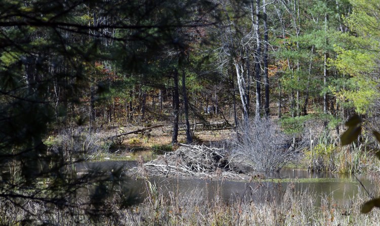 A beaver hut overlooks flowage Thursday next to Northern Avenue in Farmingdale.