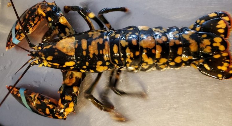 This rare calico lobster caught off Pine Point is one in about 30 million, the University of Maine's Lobster Institute says.