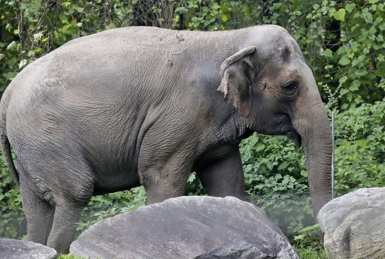 An animal welfare group has filed a petition against the Bronx Zoo on behalf of Happy. who was separated from the zoo's two other elephants.
