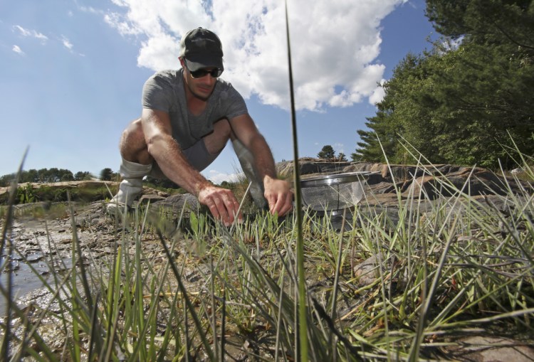 Author/chef Barton Seaver forages for samphire on the bayside of Wolfe’s Neck bridge. Seaver is leading a panel on seafood at Maine Historical Society on Thursday.