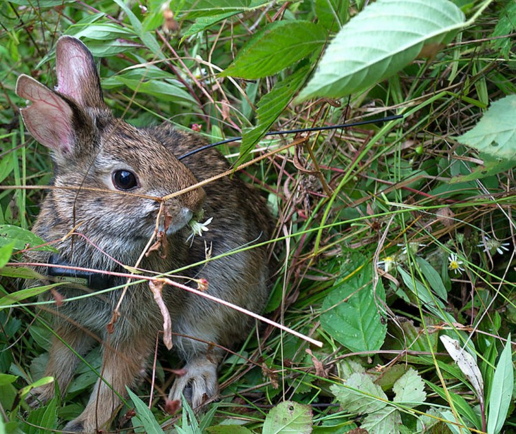 New England cottontail rabbits now number in the mere hundreds. Maine listed the rabbits as endangered in 2006.
