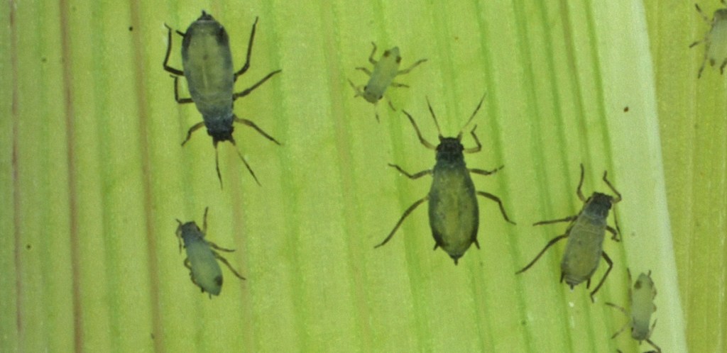 The U.S. military says its goal is to use insects like corn lead aphids, above, to protect the food supply.