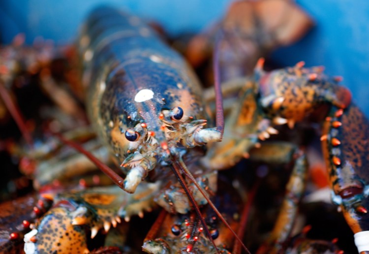 Maine's gubernatorial candidates took questions about the state's seafood industry during a forum in Rockland Thursday that drew about 150 people.