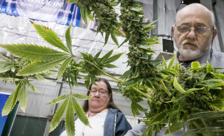 Faith and Dennis Hunt of Saco eye a cannabis plant on display by Maine's Honest Herb Co.
