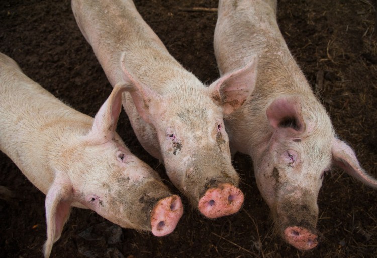 China is considering feeding pigs less in an attempt to cutback on expensive soybean purchases.