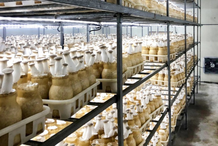Mushrooms grow in rows of stacked shelves recently in a Chinese facility toured by Auburn Mayor Jason Levesque and Economic Development Director Michael Chammings.