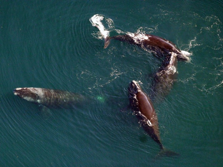 North Atlantic right whales, shown in 2008 in this National Oceanic and Atmospheric Administration photo. Federal regulators say the species is in such peril that it can't afford one more death. There are about 450 remaining today.