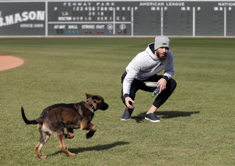 Boston pitcher Rick Porcello plays with his four-month-old puppy, Bronco, during a baseball workout at Fenway Park on Sunday in Boston. Bronco's father is a service dog named Drago who belongs to head groundskeeper Dave Mellor.