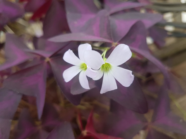Oxalis is sometimes called the shamrock because of the shape of its leaves.