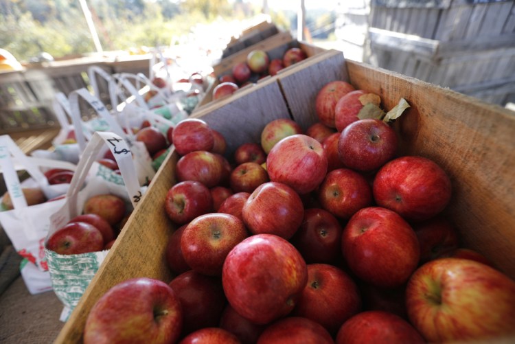 Apples are displayed for sale Friday at the Apple Acres orchard, in Hiram. A spokesman for the New England Apple Association says its prediction of a 10 percent increase in this season's harvest appears to have held up in Maine, which is one of the top two apple producers in the six-state region along with Massachusetts.