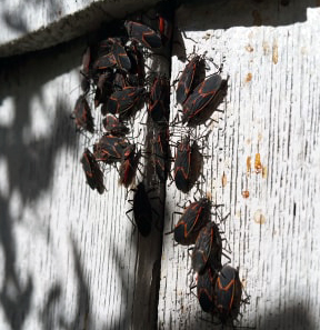 Boxelder bugs gather on a garage in Augusta on Thursday. 