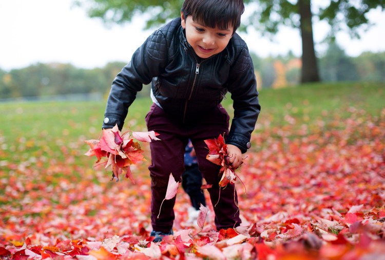 Aarav Jain, 3, of Scarborough, gathers fallen leaves under a maple tree at Springbrook Park in Scarborough on Monday. Tuesday's high winds took a toll on the region's trees – and power lines – and more high winds are forecast for Thursday.