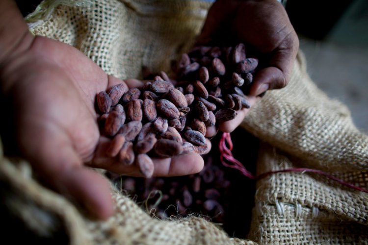 A worker holds dried cacao seeds at a plantation in Cano Rico, Venezuela.