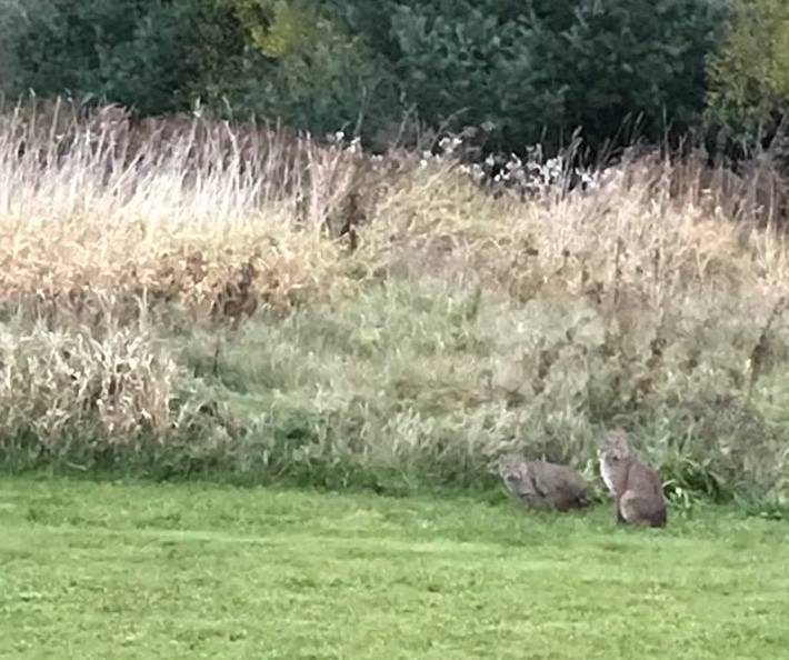 A pair of bobcats have been sighted in Kennebunk.