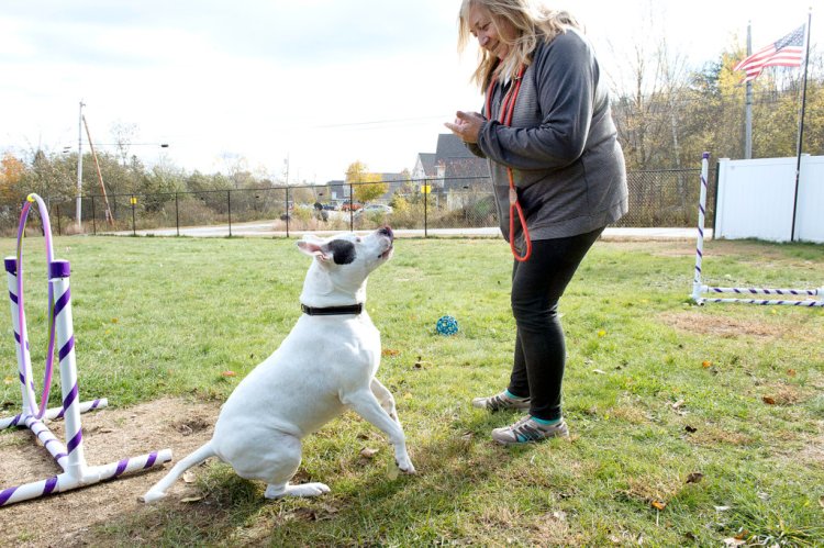 Pat Ingersoll, canine director at the Responsible Pet Care Shelter in Paris, plays with Ginger, 7, on Thursday. 