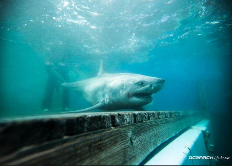 This photo is included in a tweet by the shark research group Ocearch, which reported a great white spotted off the coast of Portland this month.  