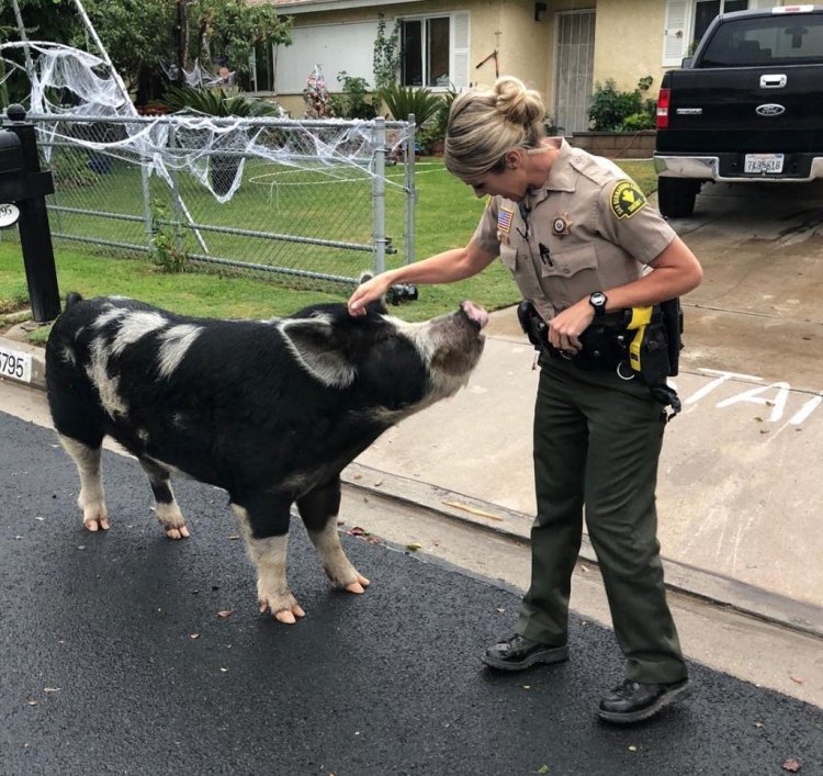 Deputies used Doritos to lure a large, wayward pig back home after it escaped in Highland, California on Oct. 13. 
