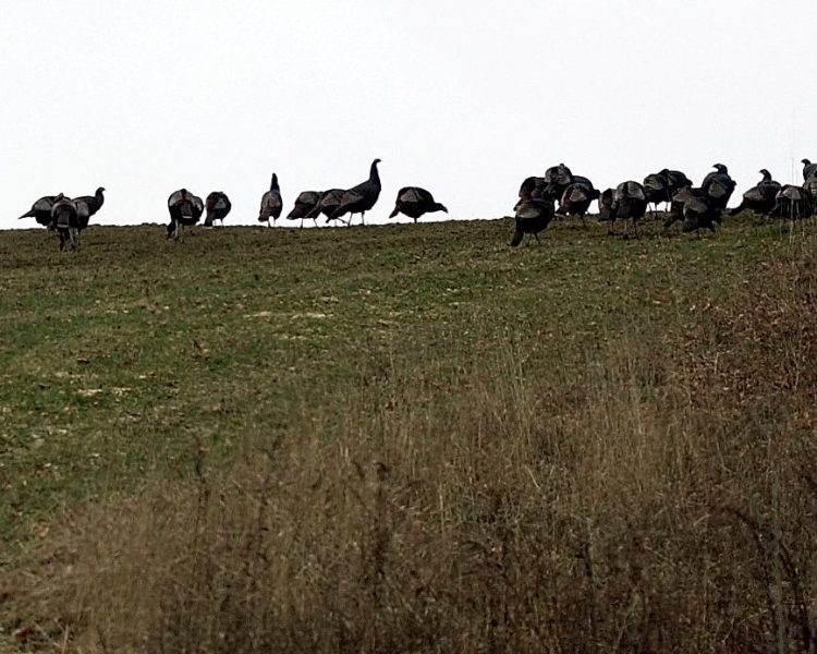 A flock of over 40 wild turkeys forage in a field along the Files Hill Road in Thorndike Saturday. 