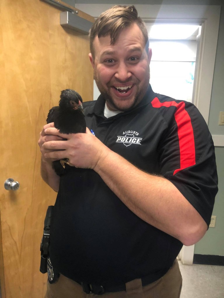 Augusta police Officer Brad Chase with the chicken caught Thursday.
