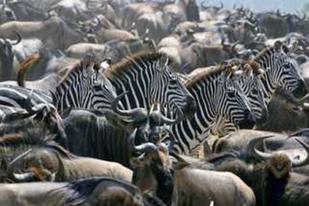 This photo of a Zebra migration during the Great Migration in Tanzania is on the cover of "Can I Carry Your Luggage?"