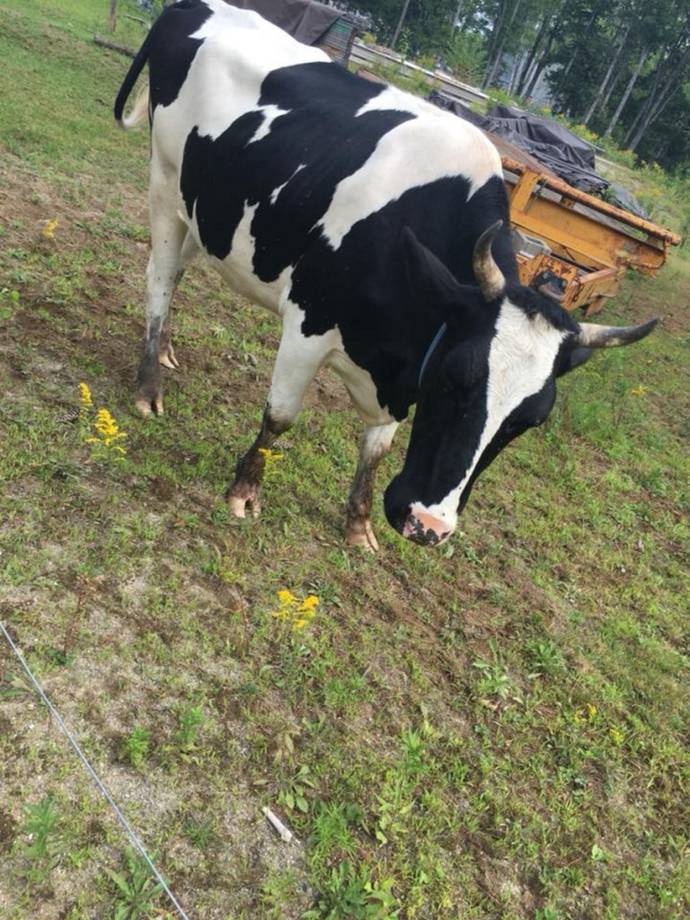 Police say Sophie, a 3-year-old Holstein heifer, was shot and killed by a neighbor of her owners after causing damage to an SUV. Both the alleged shooter and cow's owner face charges in court.