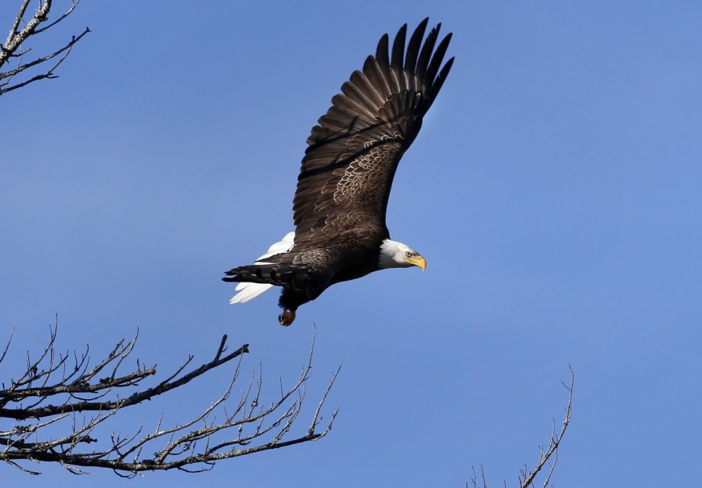 In this March 31, 2015 file photo, a bald eagle takes flight in Newcastle. Bald eagles are in the midst of record population growth in the northern New England states and could find themselves removed from all state endangered lists.