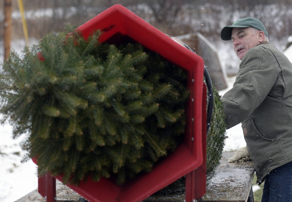 Robert W. Palmer III wraps a freshly cut fir tree Sunday at the business he operates with his wife, Donna L. Palmer, Ben and Molly's Christmas Tree Farm in China.