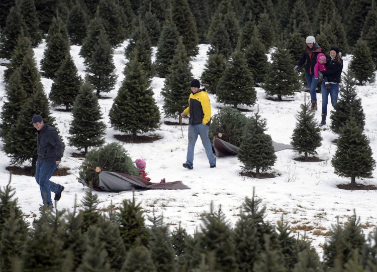 Cody Hickey, left, and his brother, Scott, tow trees they cut Sunday as Scott's girlfriend, Libby Williams, lugs a saw while Cody's girlfriend, Mikaela Sleeper, carries their daughter, Addison, 1, while her sister, Melanie, 3, gets a ride on the sled from Cody. The crew cut trees at Ben and Molly's Christmas Tree Farm in China.