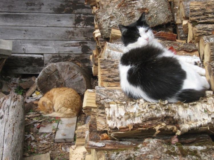 Brian, left, and Panda off duty — as usual.